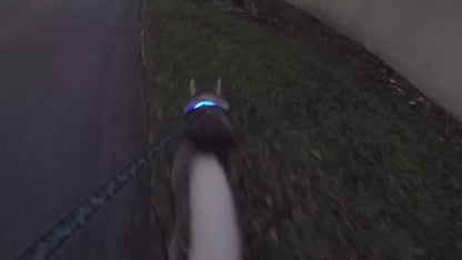 HappyGlow™ LED Collar